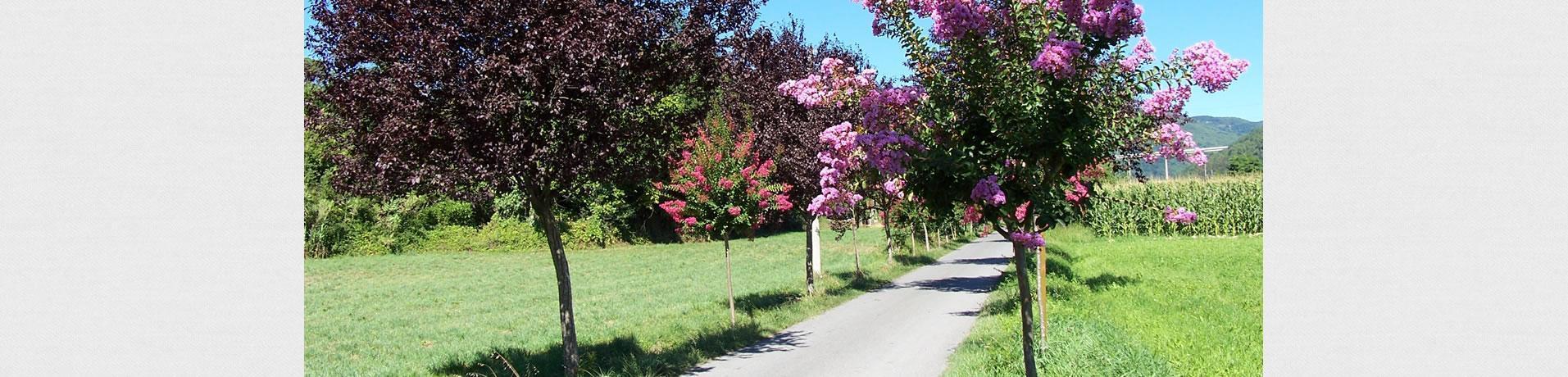 Viale dei Chiosi che conduce al B&B